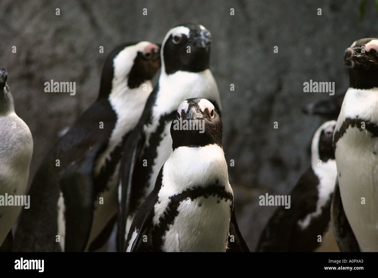 Family of Penguins Stock Photo - Alamy