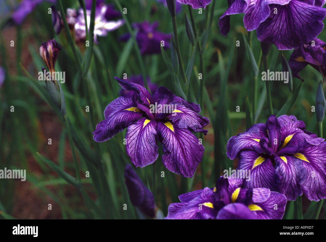 Purpile Iris Stock Photo