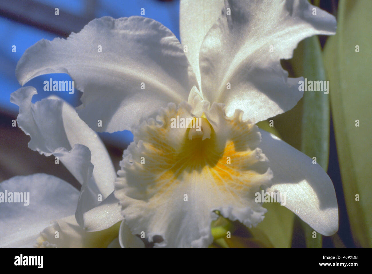 White orchid with yellow markings Indiana University greenhouse Stock Photo