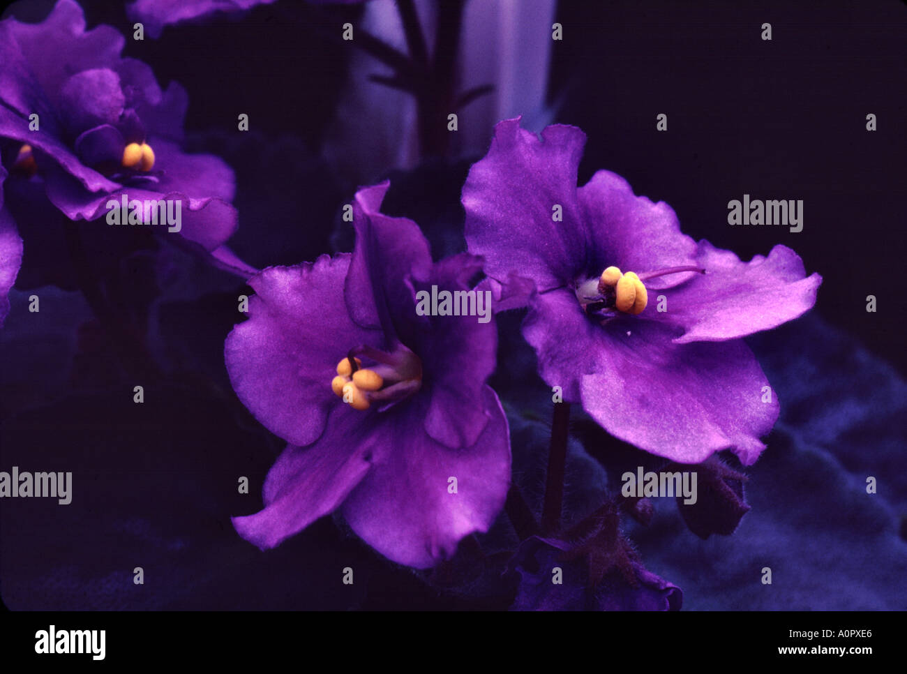 Saintpaulia African Violet Stock Photo