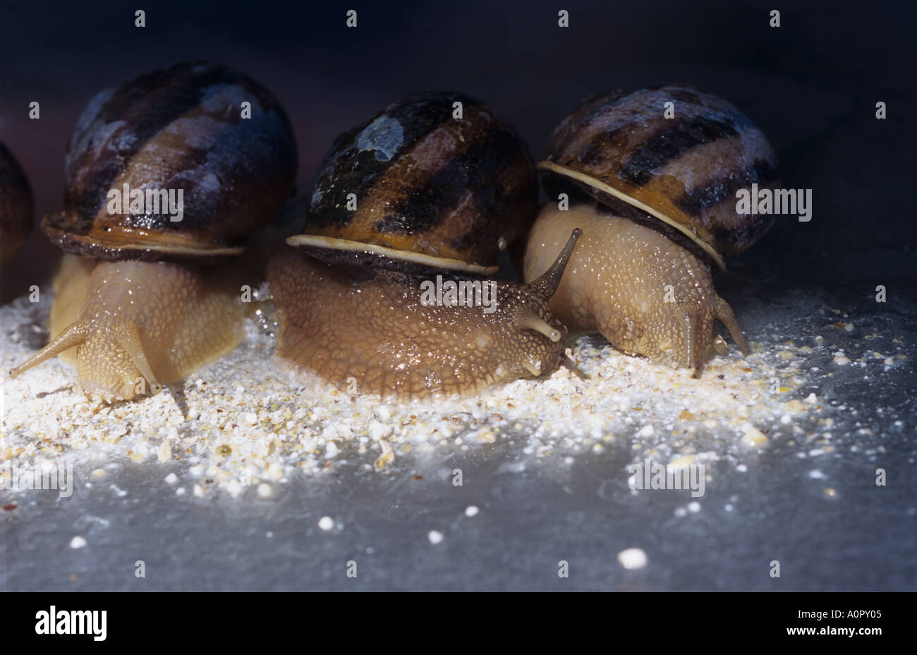 Farmed snails feeding Stock Photo