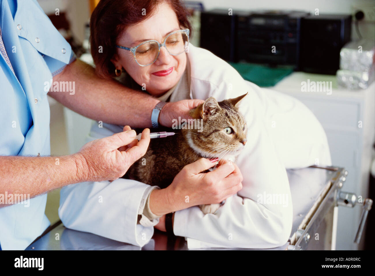 Male veterinary surgeon administering cat flu inoculation to tabby cat restrained by female assistant. Stock Photo