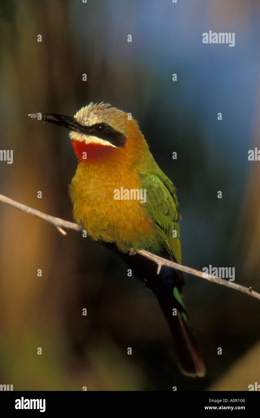 WHITE-FRONTED BEE EATER (Merops bullockoides) Okavango Delta. Botswana ...
