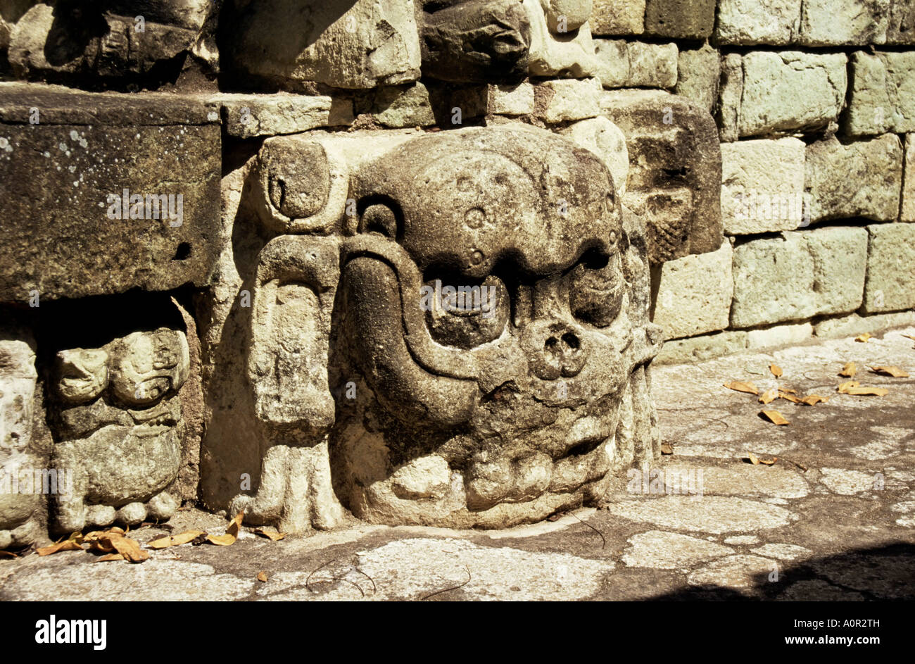 Mayan carved stone skull on top of East Court dating from 8th century Copan UNESCO World Heritage Site Honduras Central America Stock Photo