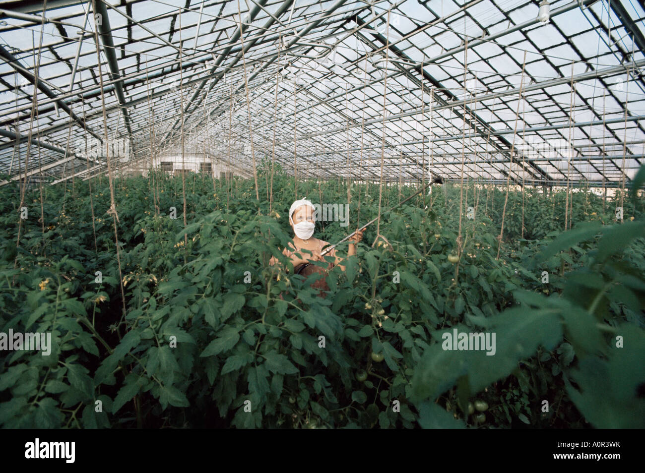 Spraying tomato plants in a hothouse of Pursey Sovchose a state farm Bratsk Siberia Russia Europe Stock Photo