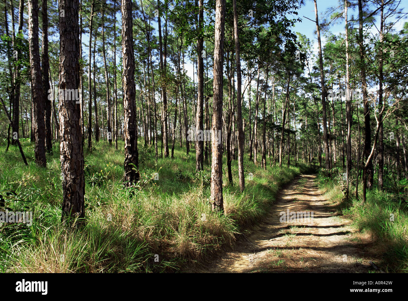 Path through pines Mountain Pine Ridge Belize Central America Stock