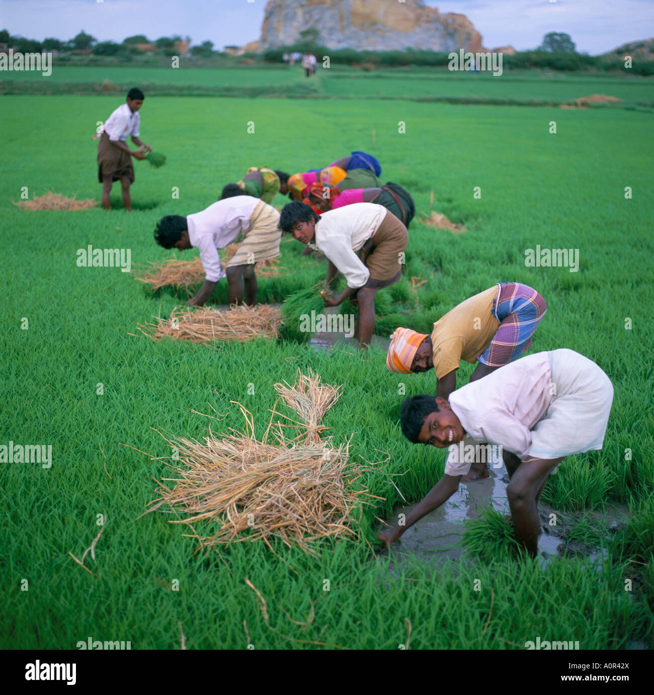 Rice paddy fields and agricultural workers Karnataka India Asia Stock