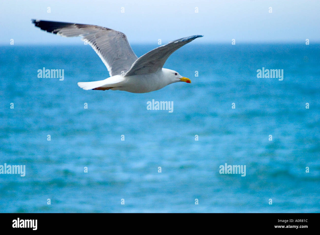 Side-view of seagull flying over the sea Stock Photo - Alamy