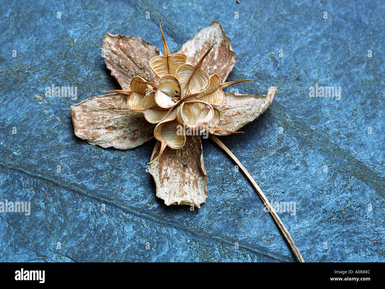Clematis Seed Head on slate Stock Photo