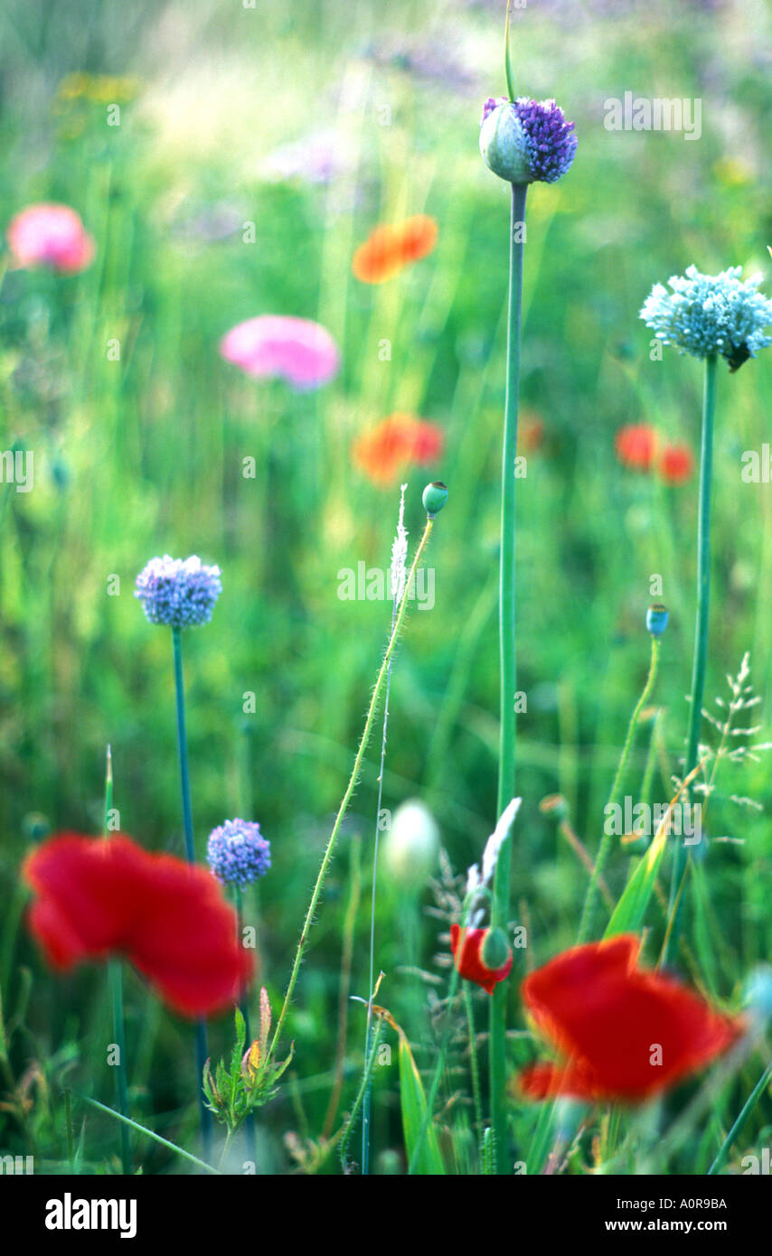 Aliums and poppies Stock Photo