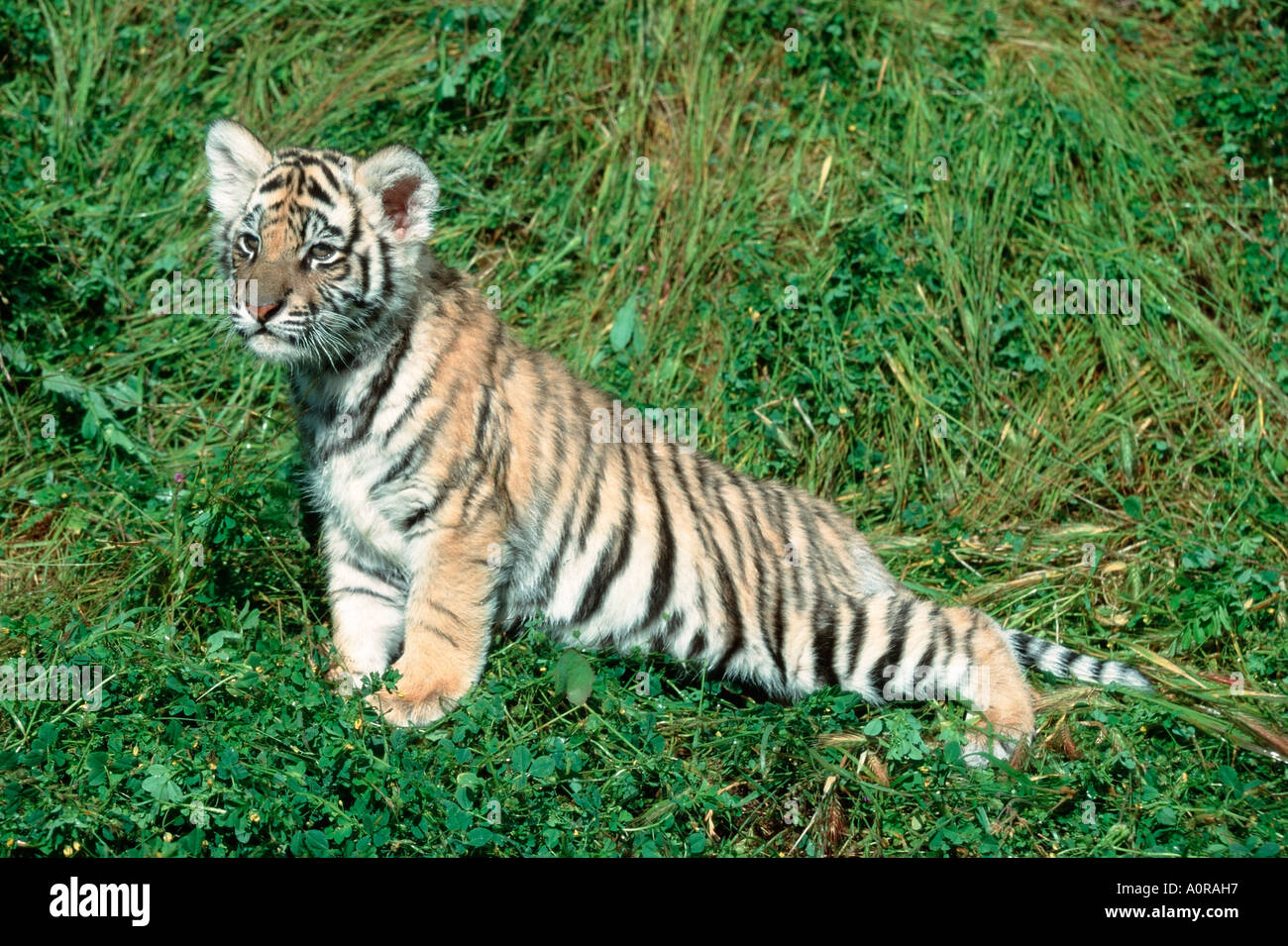 Bengal Tiger / Indischer Tiger / Koenigstiger Stock Photo