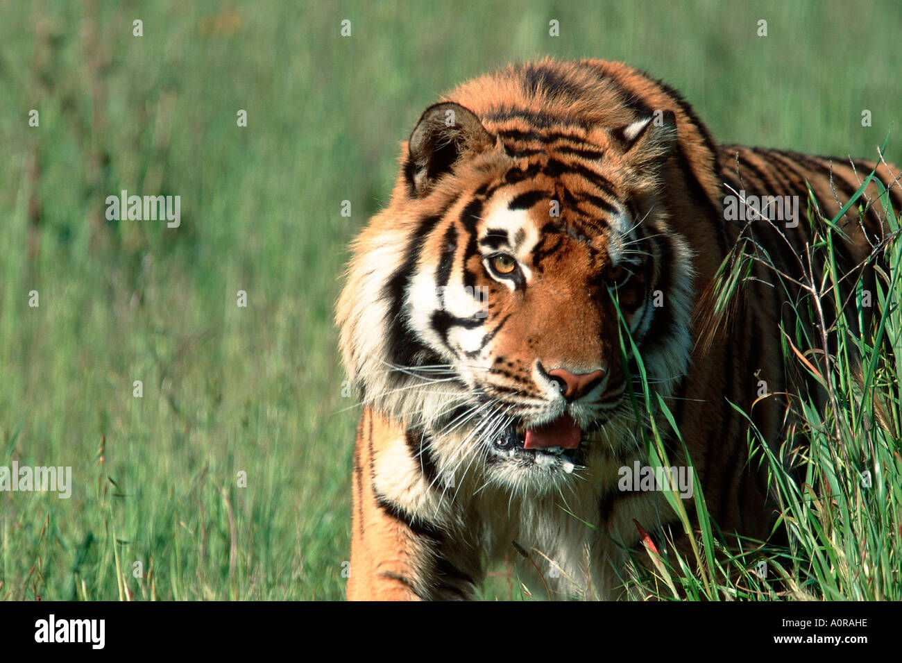 Bengal Tiger / Indischer Tiger / Koenigstiger Stock Photo