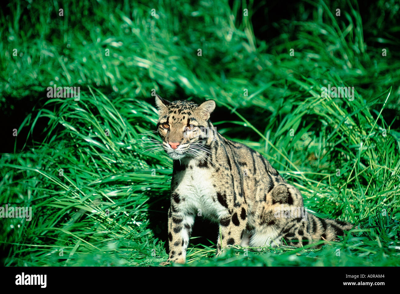 Clouded Leopard / Nebelparder Stock Photo