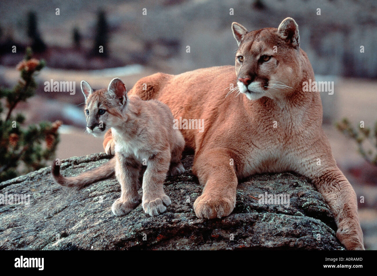 Female mountain lion with cub hi-res stock photography and images - Page 2  - Alamy