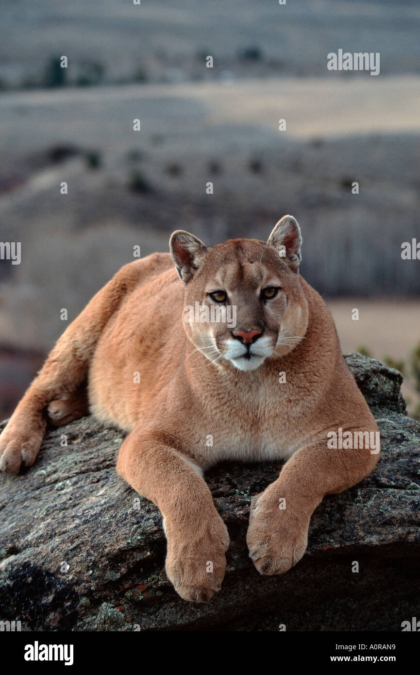 Cougar / Mountain Lion / Silberloewe / Puma Stock Photo - Alamy