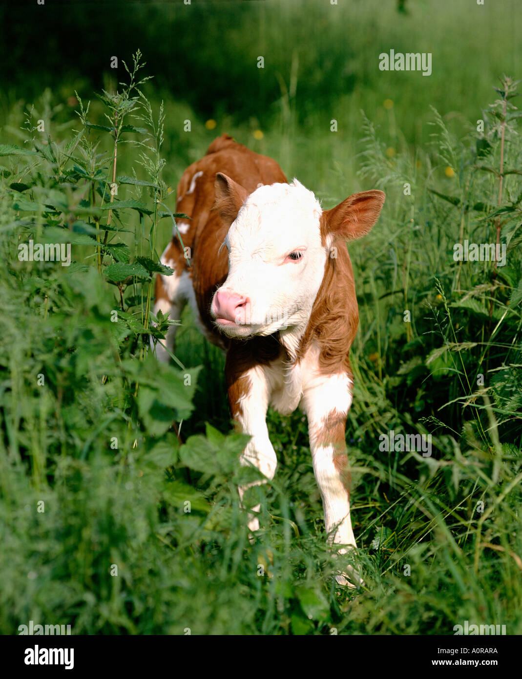 Baber Rind Cattle / Hinterwaelder Rind Stock Photo - Alamy