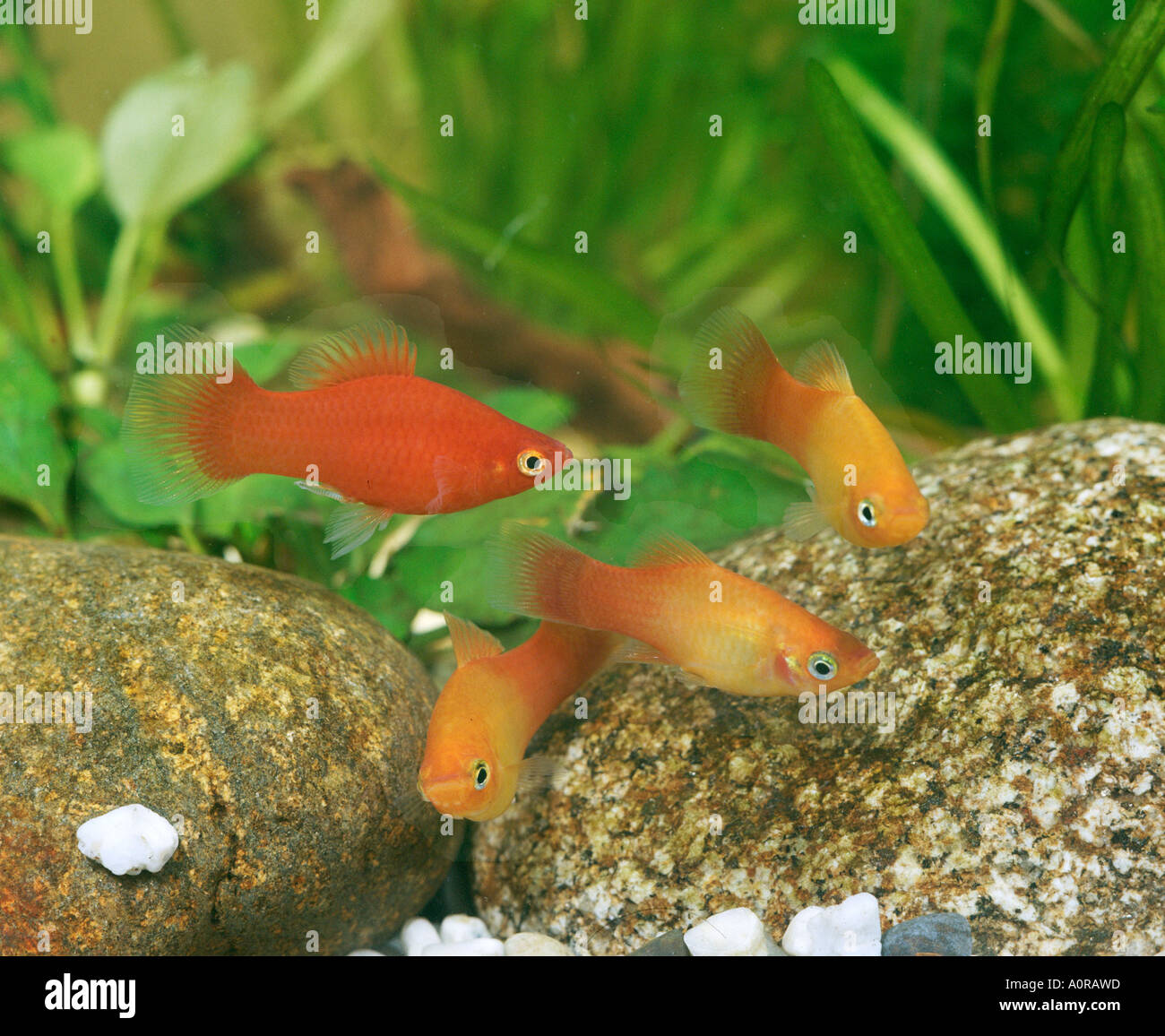 Southern Platyfish / Platy Stock Photo