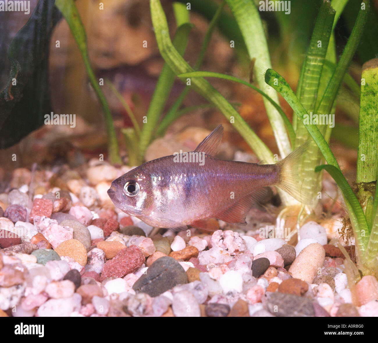 Flame Tetra Stock Photo