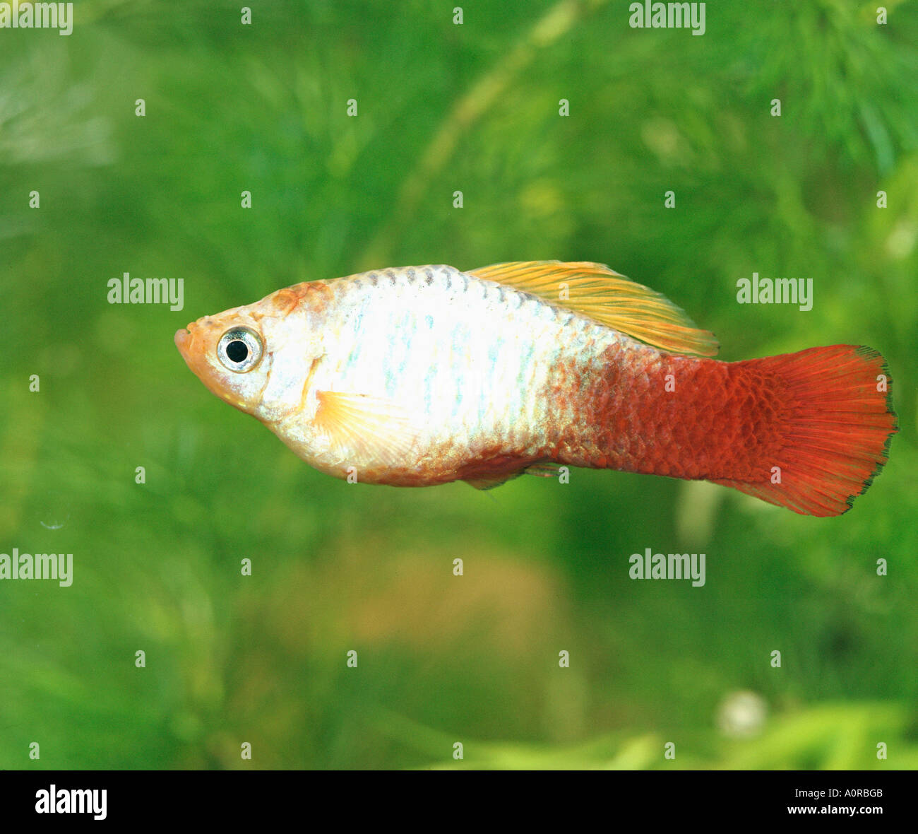 Southern Platyfish / Platy Stock Photo