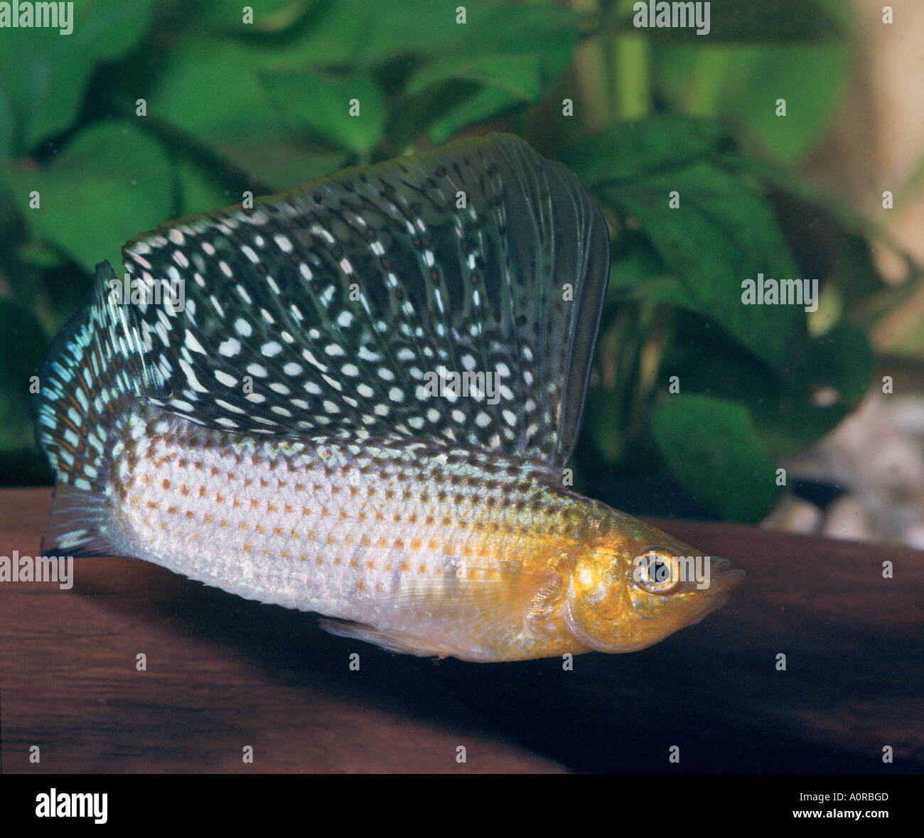 Giant Sailfin Molly Stock Photo