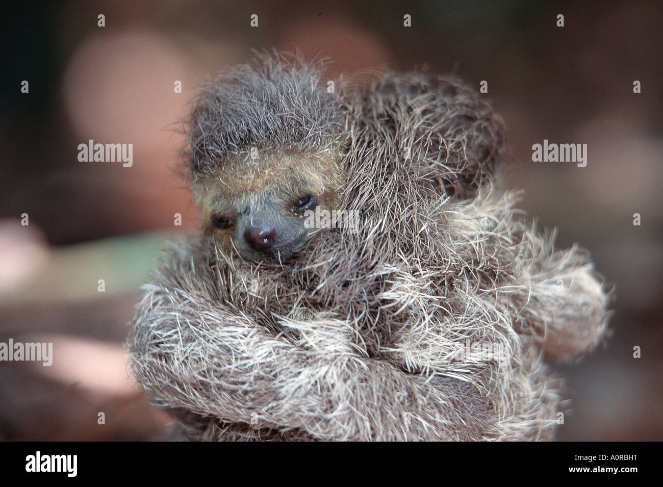 Pale throated sloth hi-res stock photography and images - Alamy