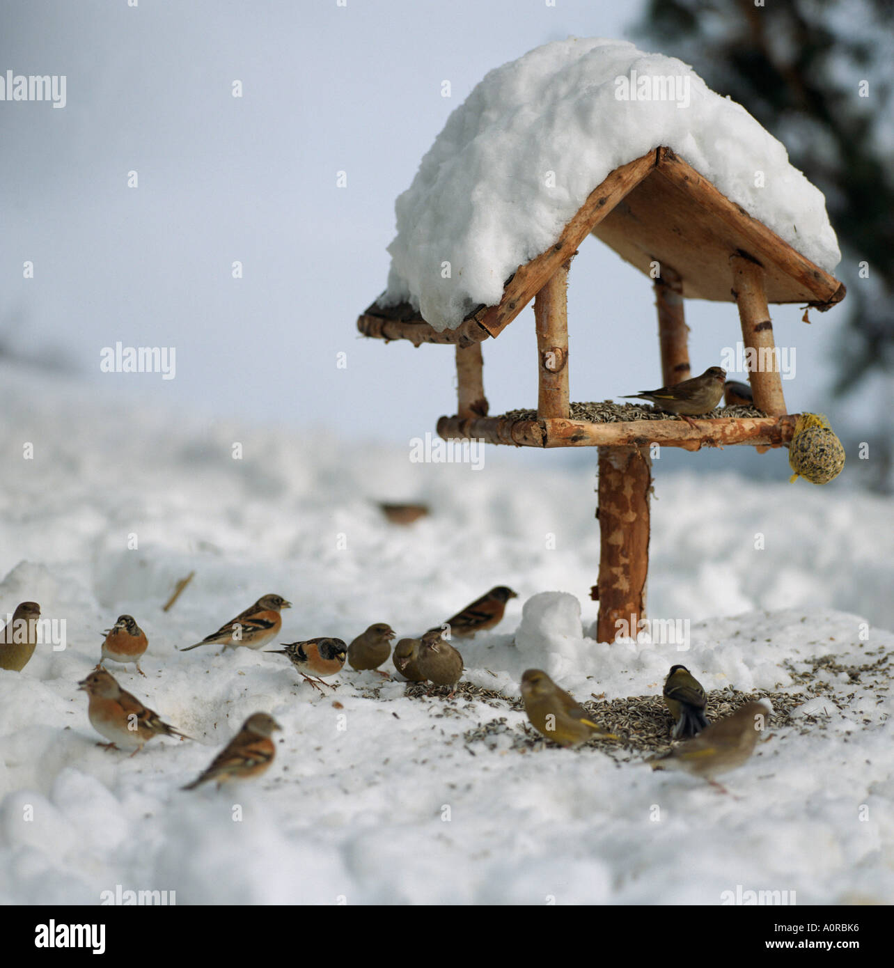 The aviary hi-res stock photography and images - Alamy