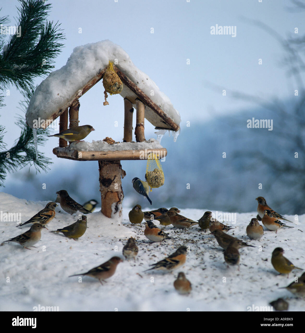 View of Birds in aviary hi-res stock photography and images - Alamy