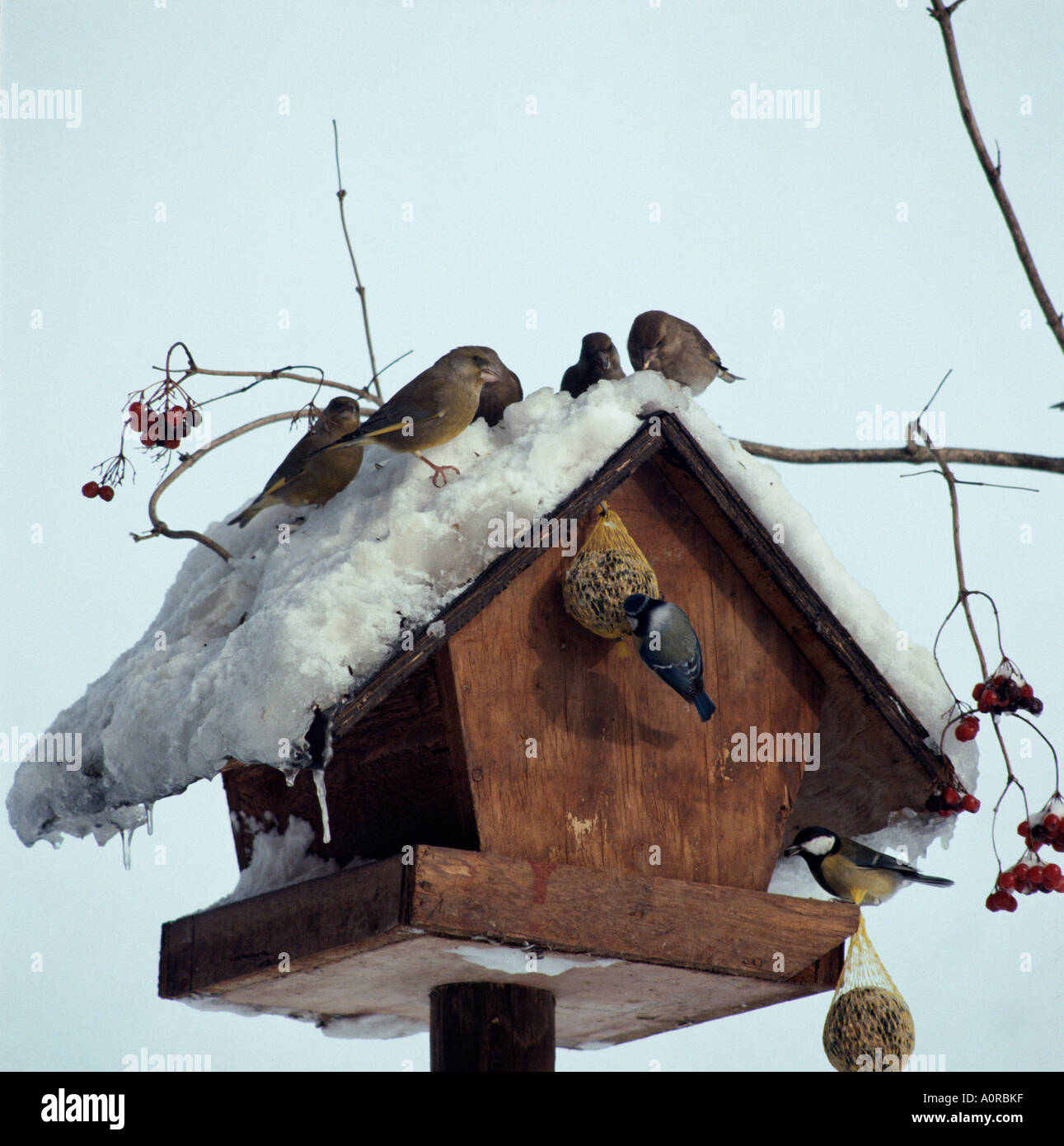 Picture of Birds in aviary hi-res stock photography and images - Alamy