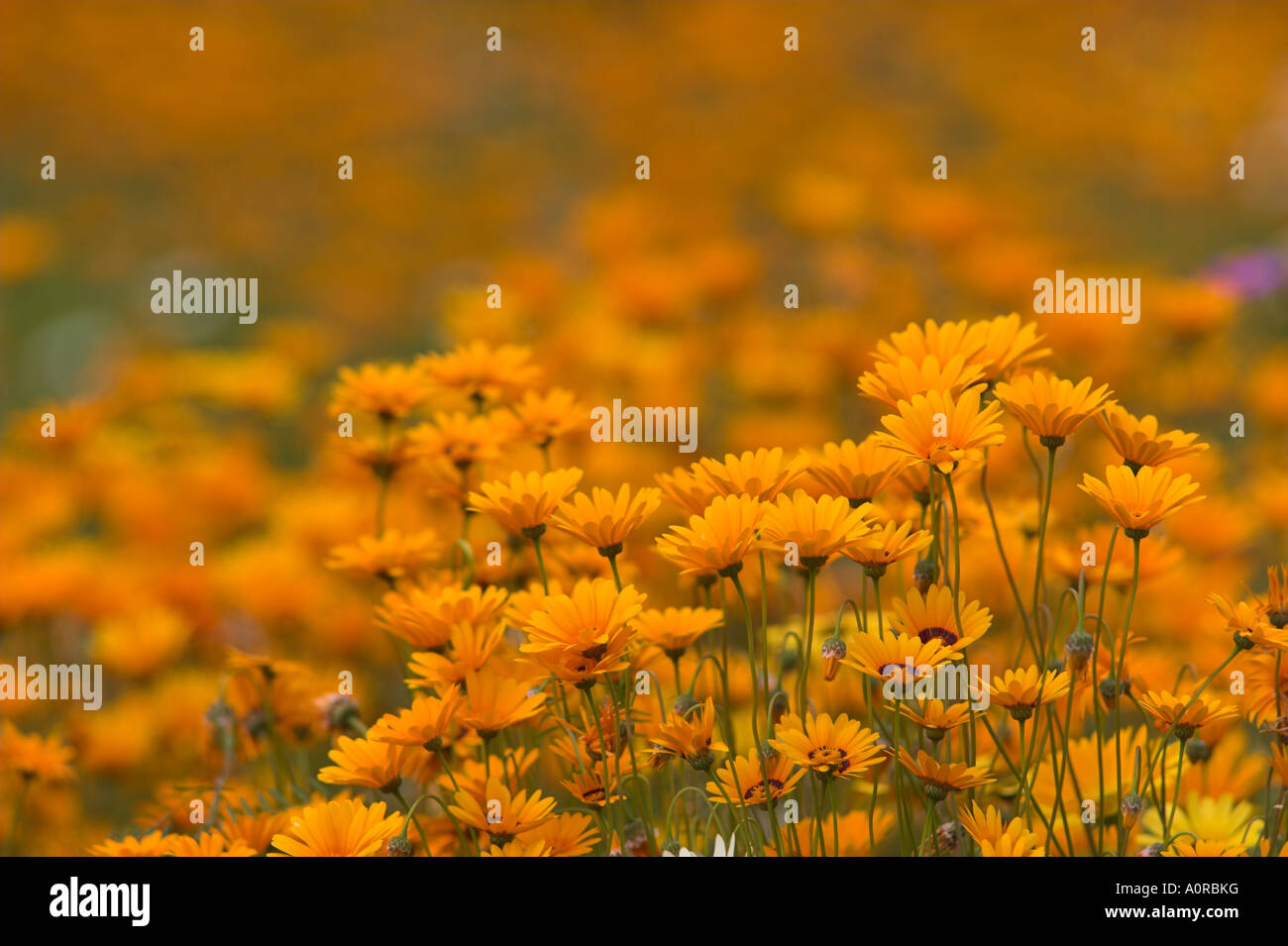 Namaqualand daisies in spring annual flower display Kirstenbosch botanic garden Cape Town South Africa Africa Stock Photo