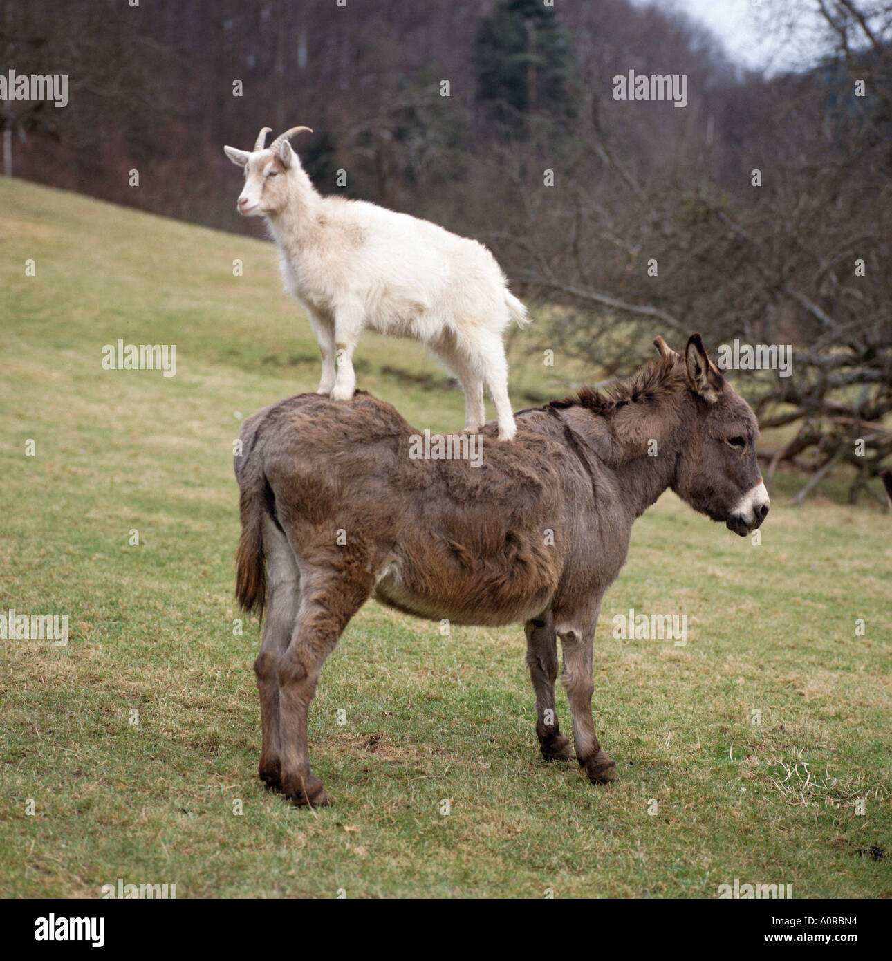 donkey-and-goat-A0RBN4.jpg