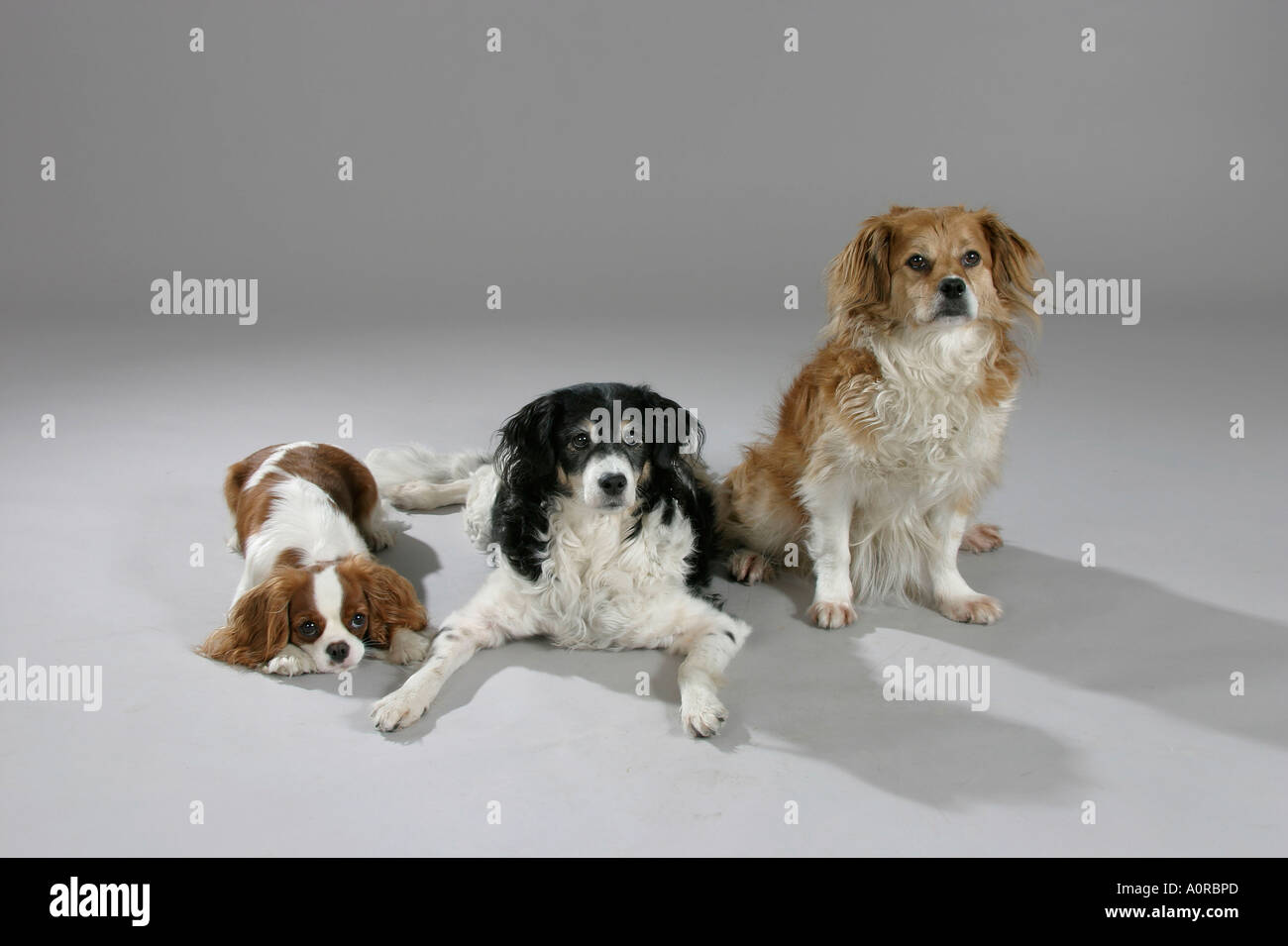 Mixed Breed Dog and Cavalier King Charles Spaniel Stock Photo Alamy