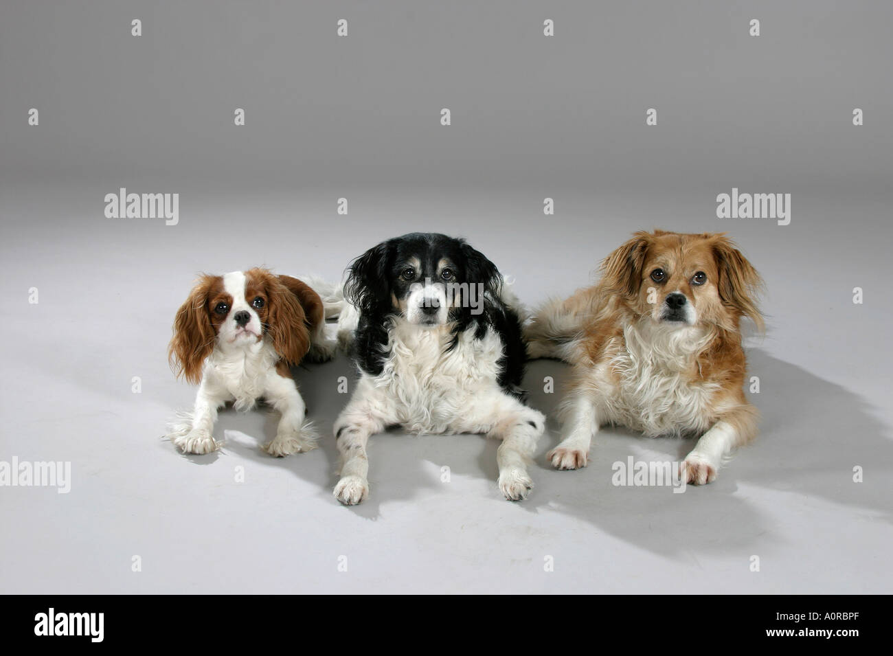 Mixed Breed Dog and Cavalier King Charles Spaniel Stock Photo Alamy