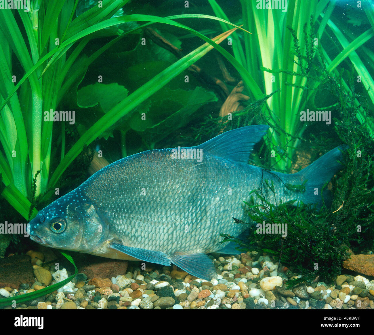 Common bream freshwater bream carp hires stock photography and images