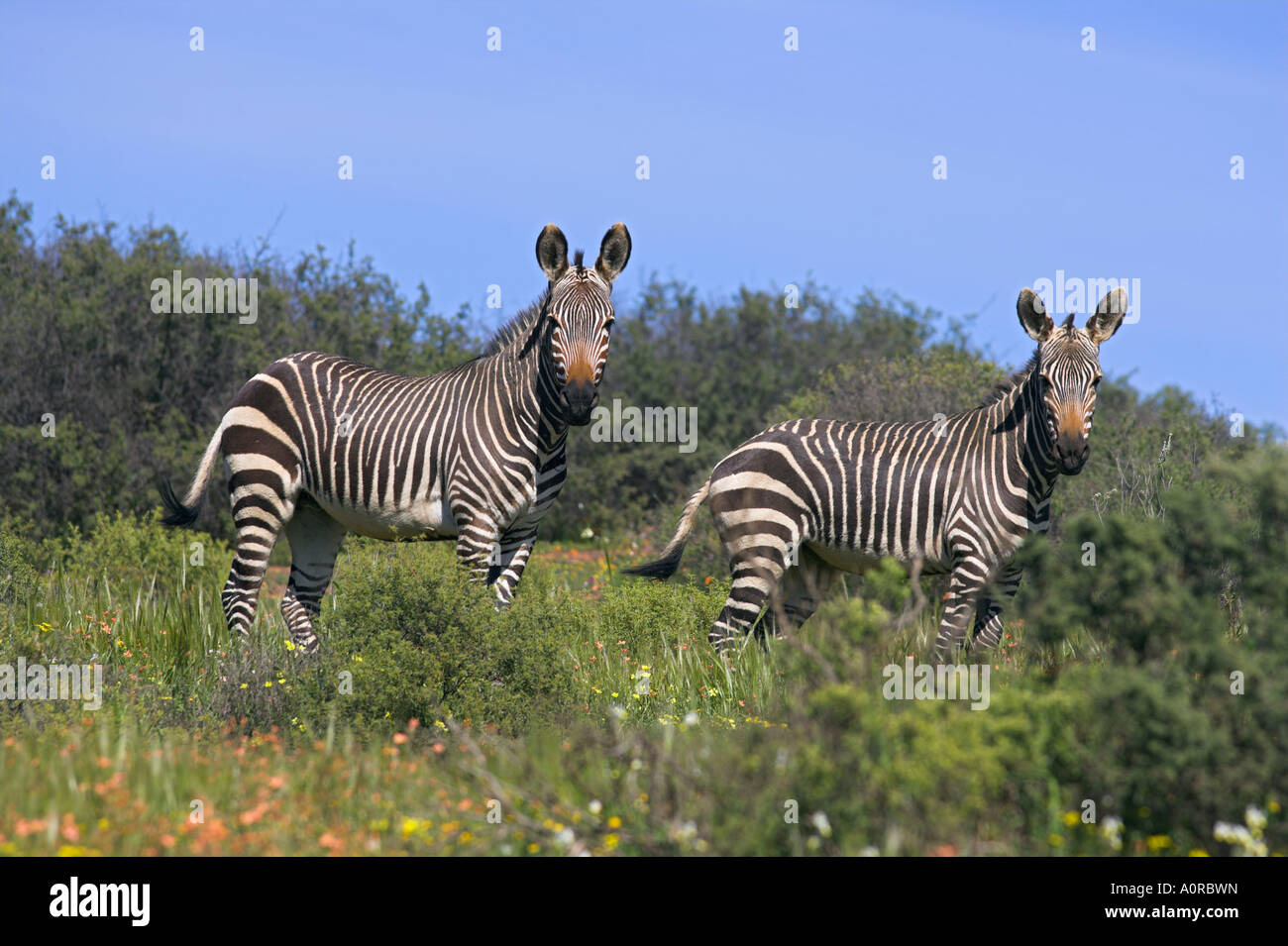 Cape mountain zebra Equus zebra zebra in spring flowers in Bushman s