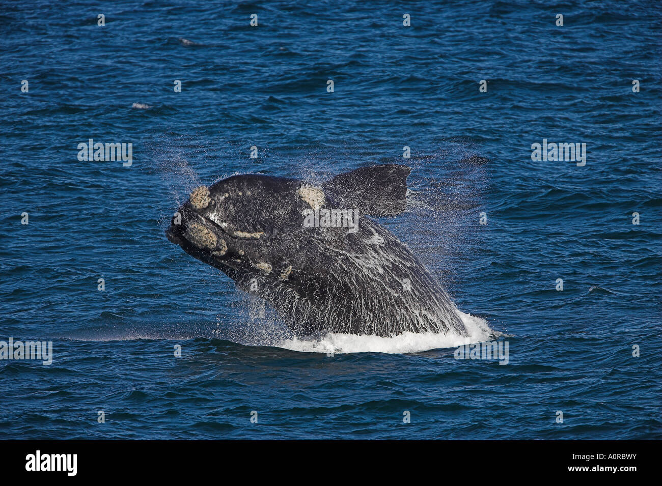 Whales of the southern oceans hi-res stock photography and images - Alamy