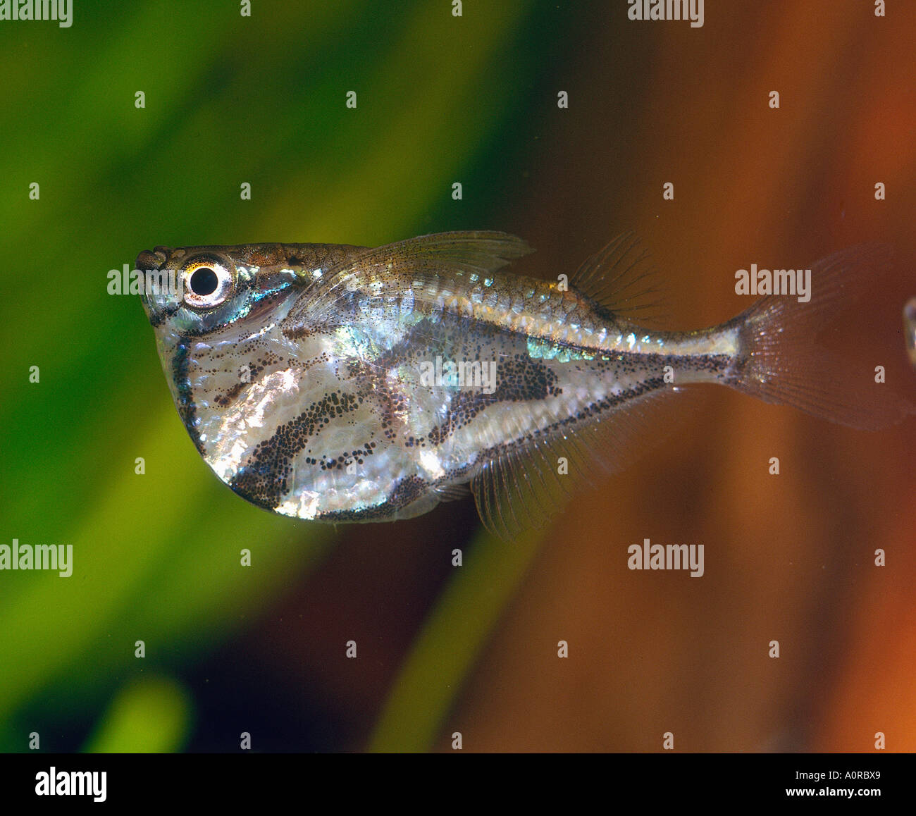 Marbled Hatchetfish Stock Photo