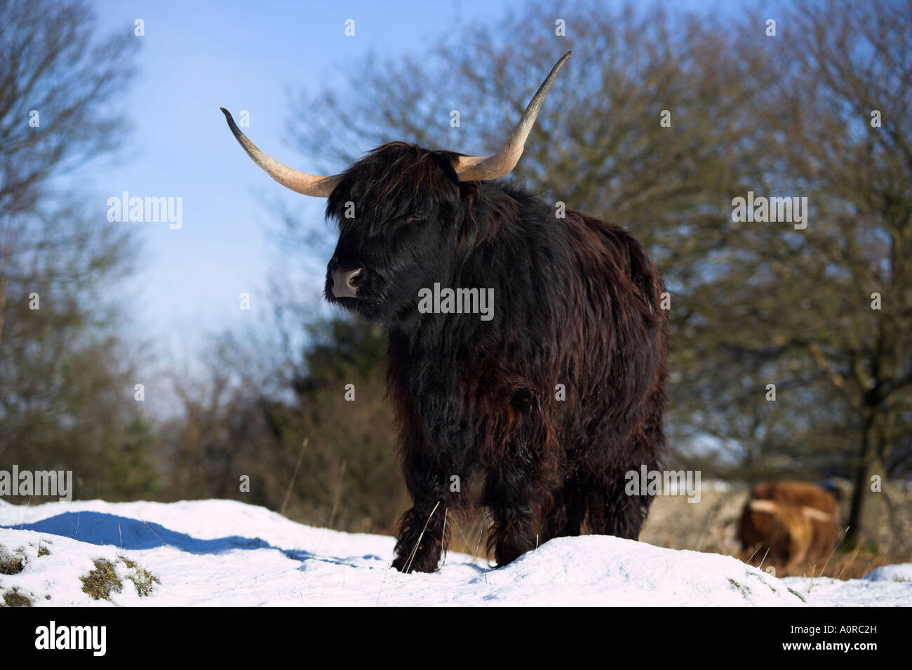Highland Cows Standing Up High Resolution Stock Photography and Images ...