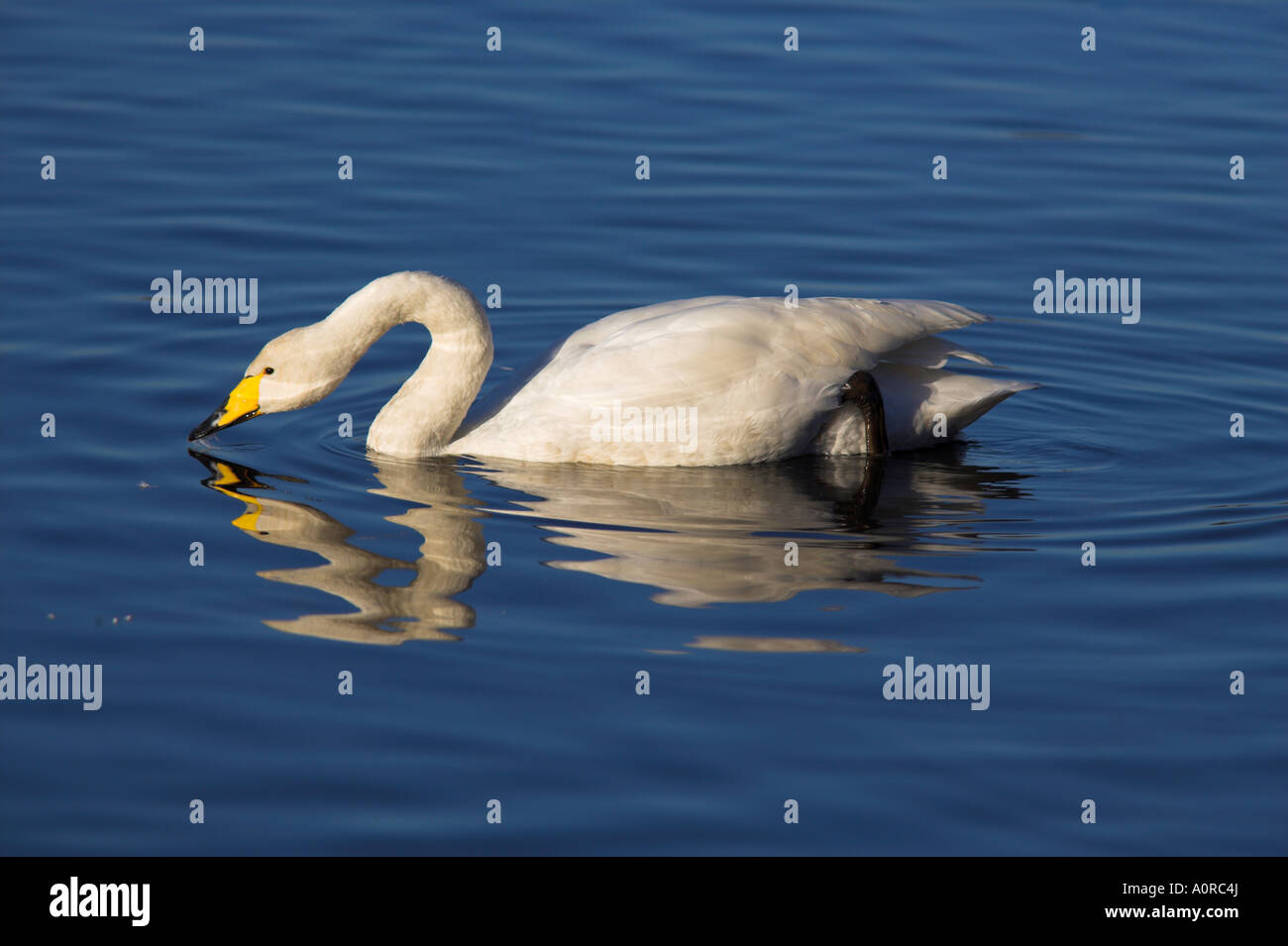 Whooper swan Cygnus cygnus at Martin Mere Wildfowl and Wetland Centre Burscough Lancashire England United Kingdom Europe Stock Photo