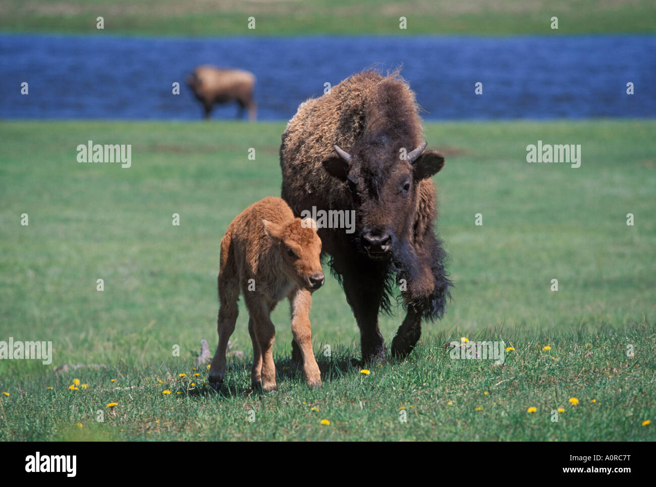 Bison and calf Yellowstone National Park Wyoming United States of ...