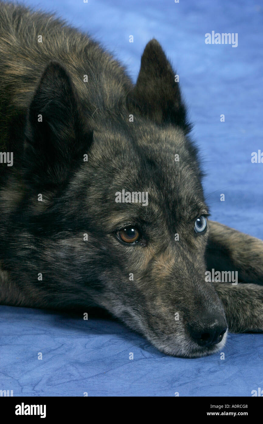 Mixed Breed Dog Stock Photo