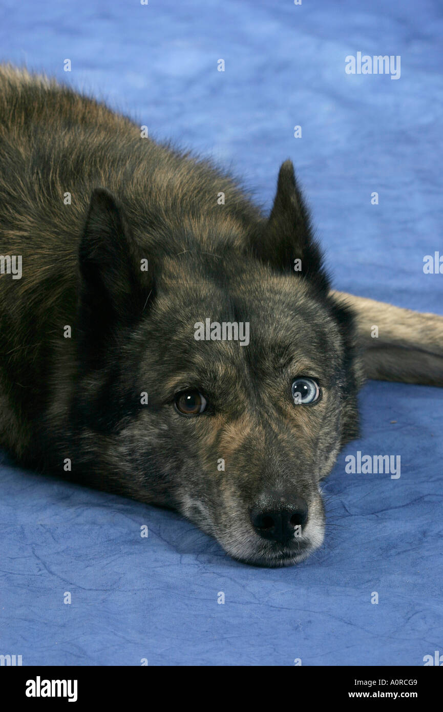 Mixed Breed Dog Stock Photo