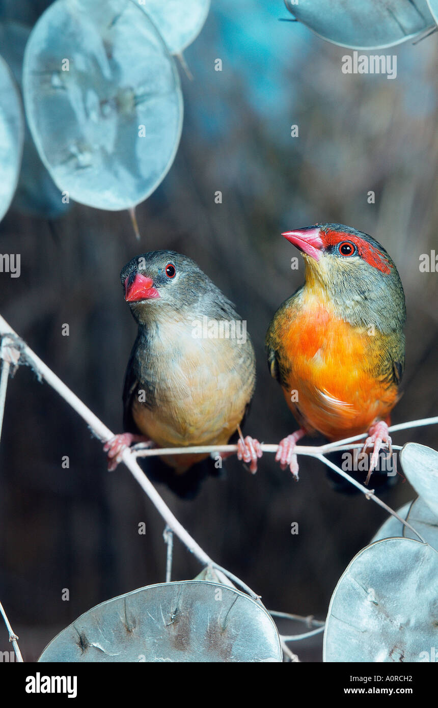 Zebra Waxbill / Goldbreasted Waxbill Stock Photo Alamy