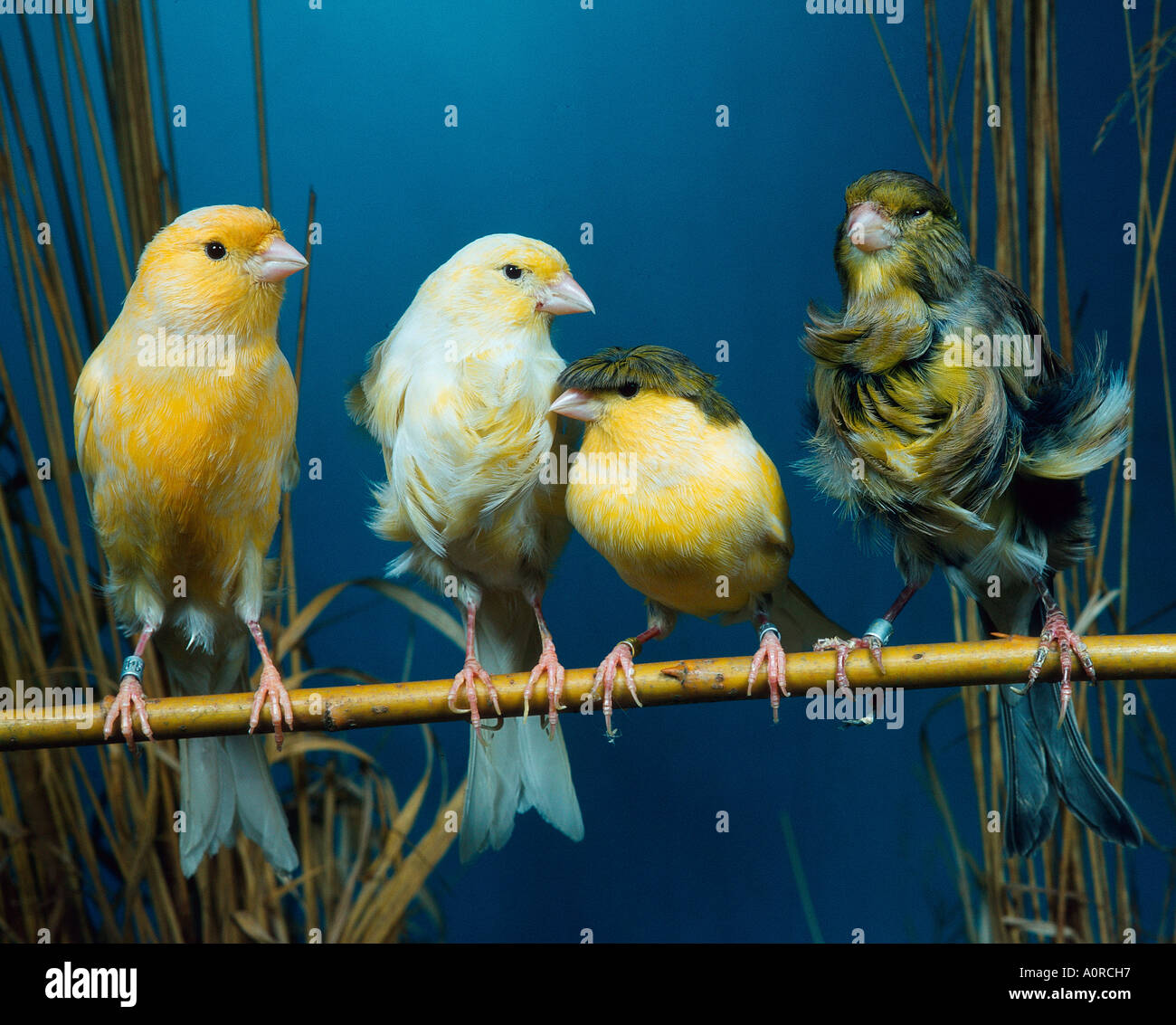 Crested canary hi-res stock photography and images - Alamy