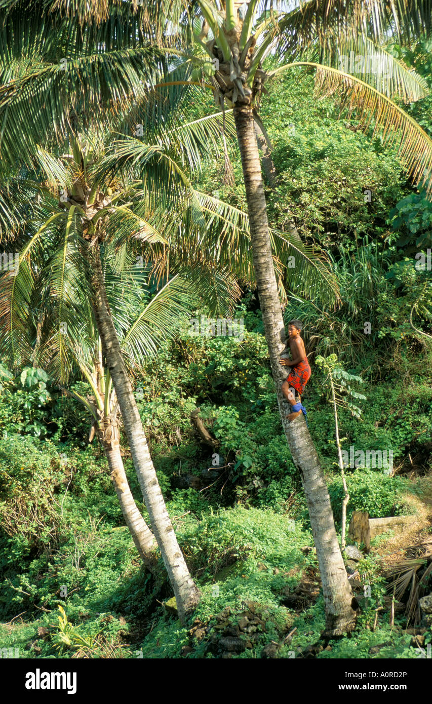 Boy climbing coconut palm Lalomanu Beach Upolu Island Western Samoa Pacific Stock Photo