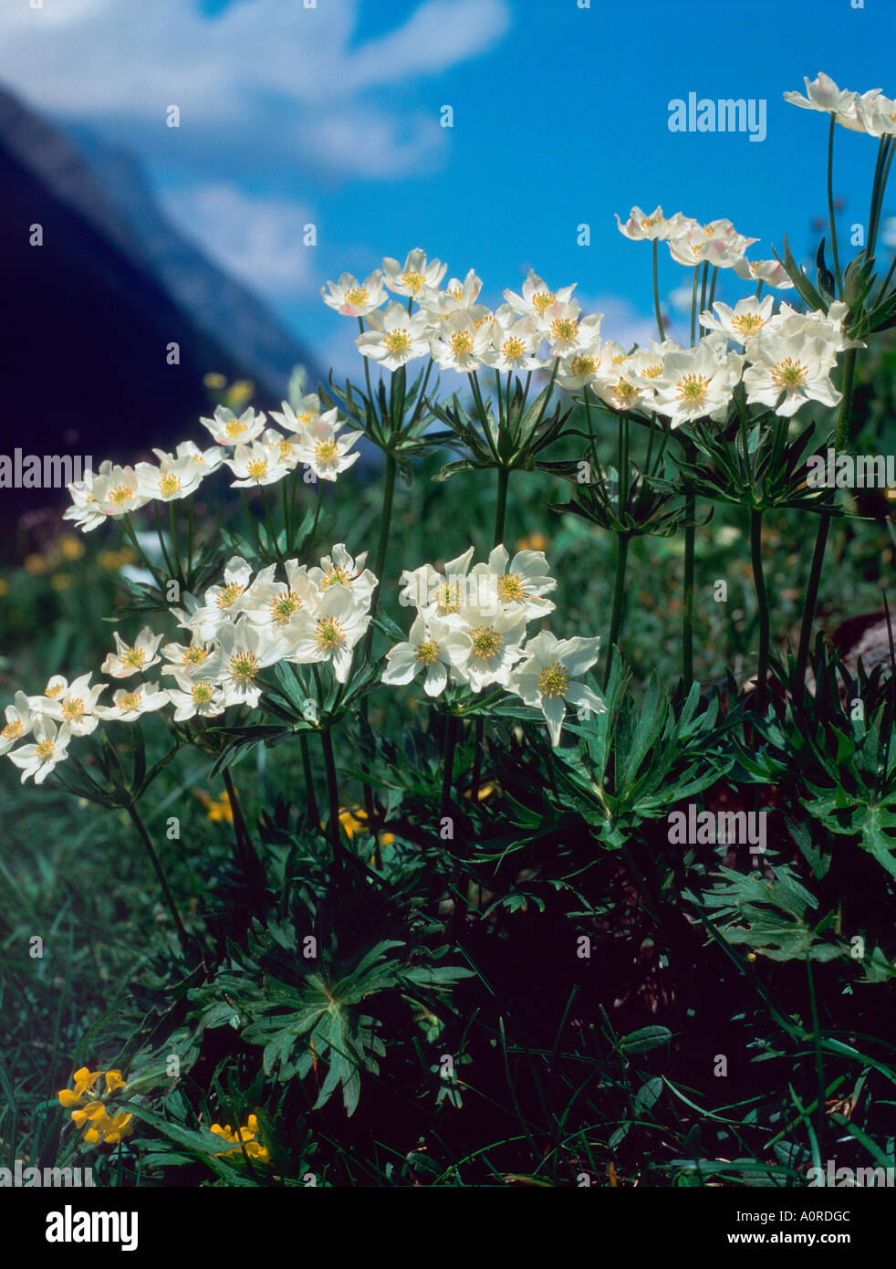 Narcissus Anemone Stock Photo
