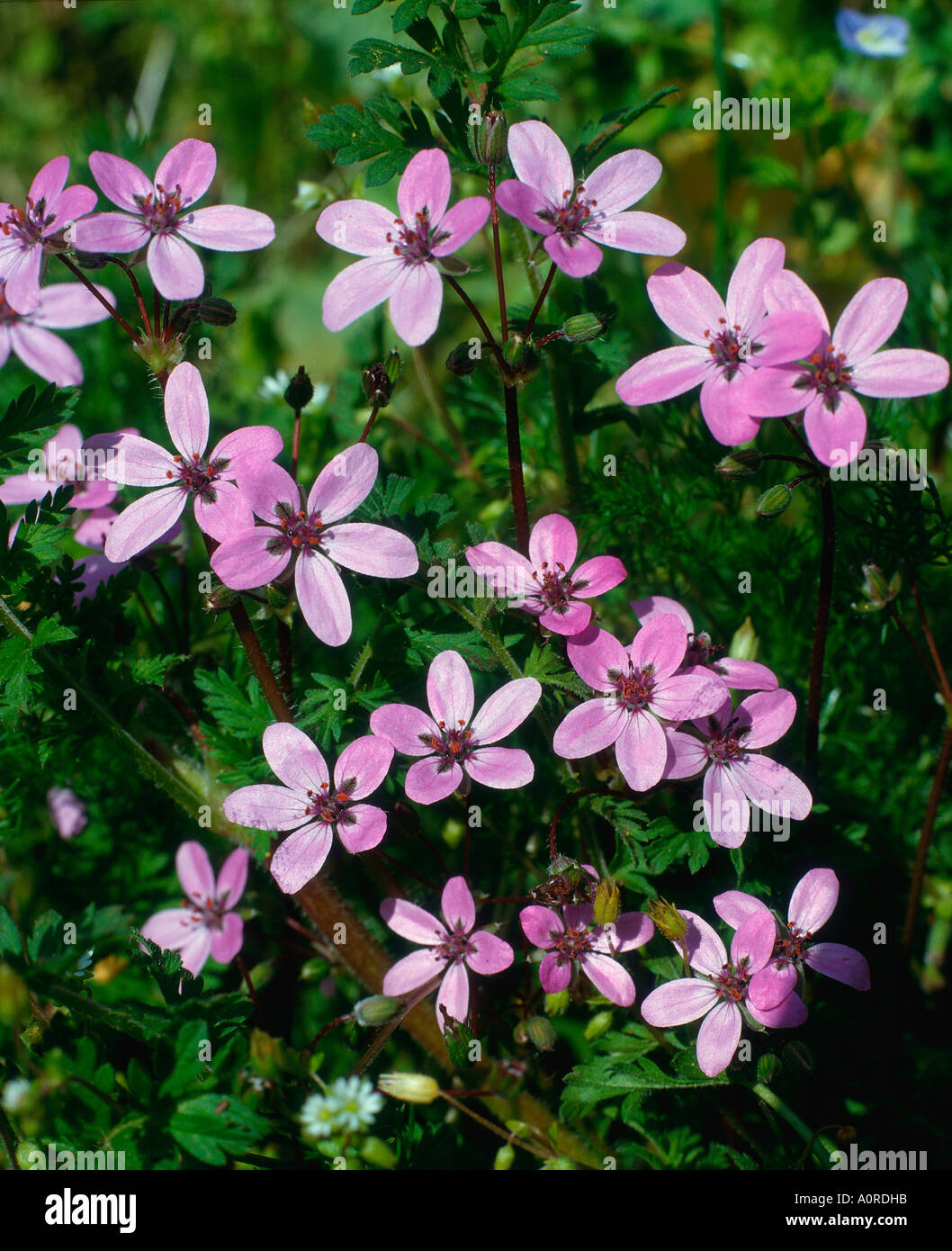 Small-flowered Cranesbill Stock Photo