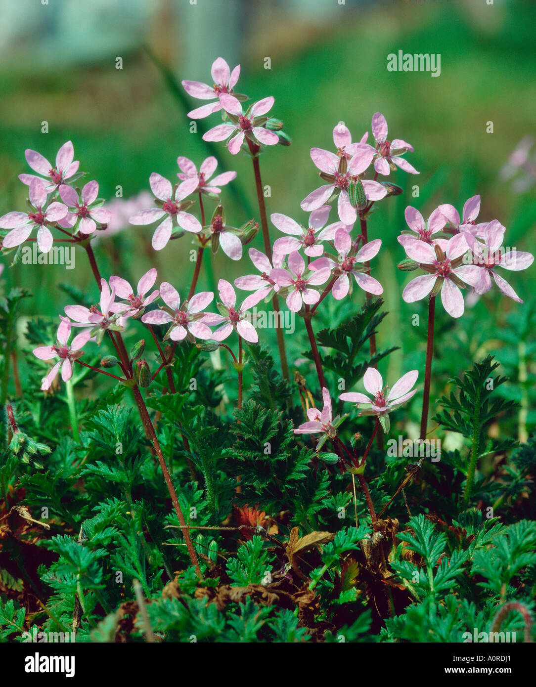 Small-flowered Cranesbill Stock Photo