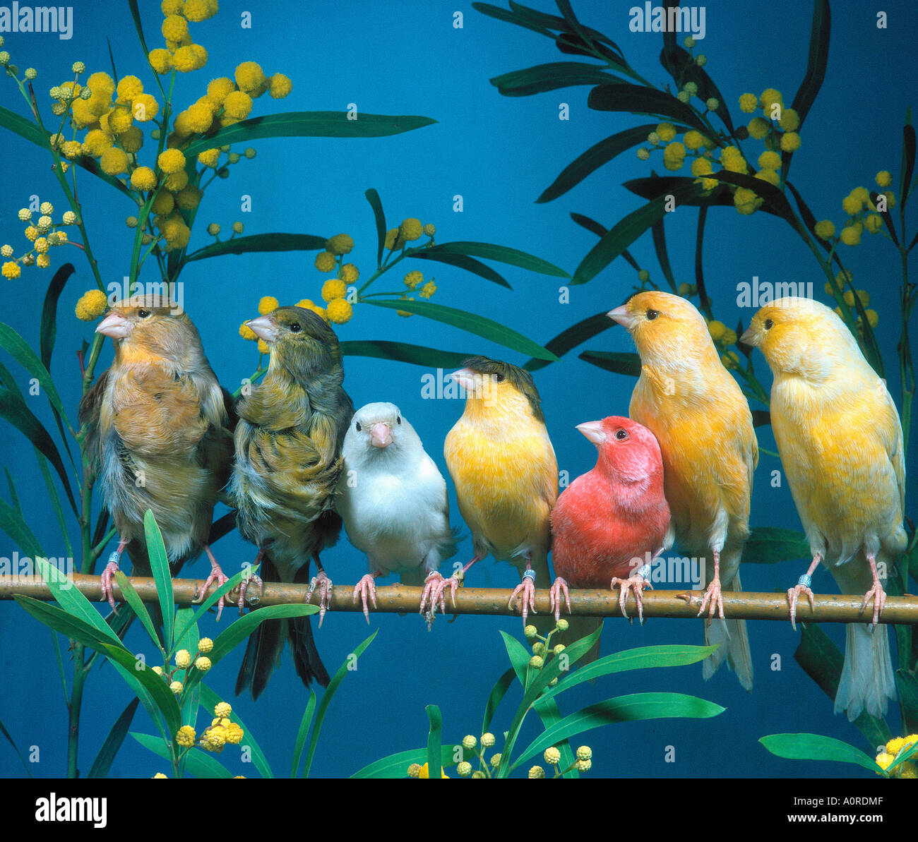 Crested canary hi-res stock photography and images - Alamy