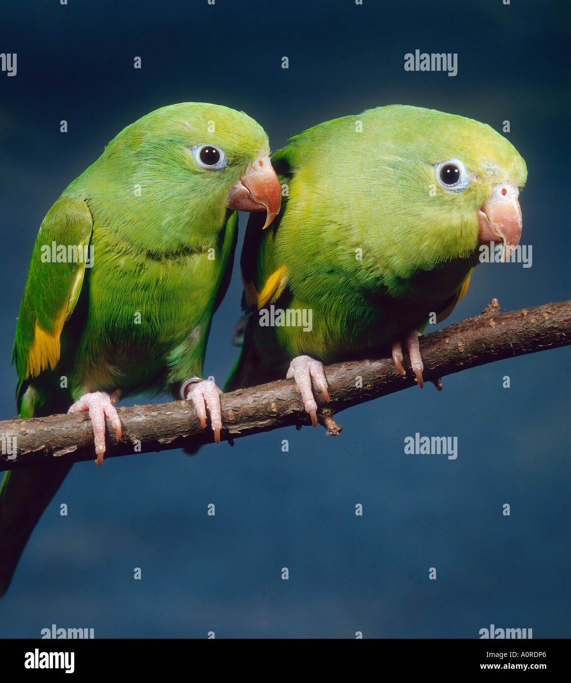 Canary Winged Parakeets High Resolution Stock Photography And Images Alamy