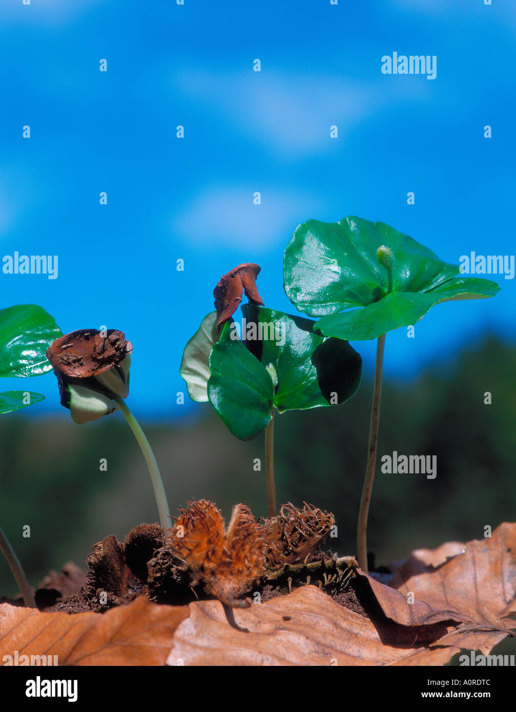 Beech Tree Seedling Stock Photo Alamy